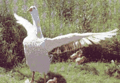 Je peux tre agressif quand je sens un danger